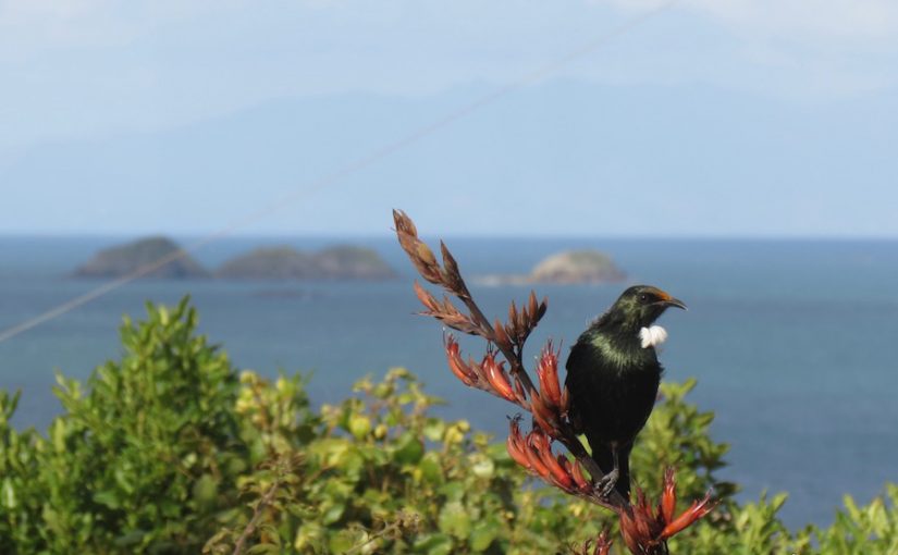 Birds of Rakino