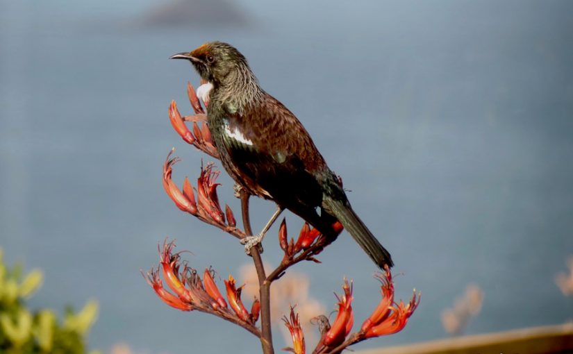 Planting to attract birds.