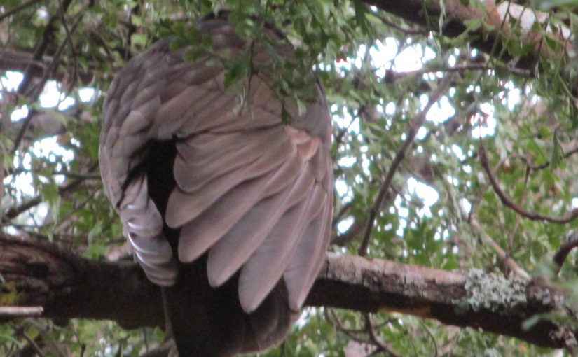 The Visitations of Randolph Kākā