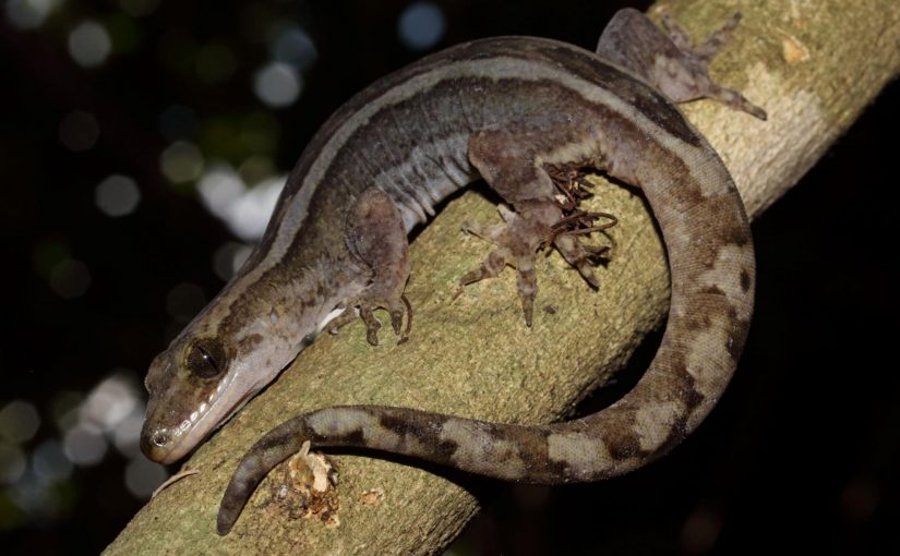 Heavenly Herpetofauna of the Hauraki Gulf: Part I Geckos