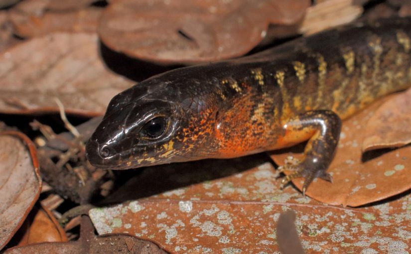 Heavenly Herpetofauna of the Hauraki Gulf: Part II Skinks