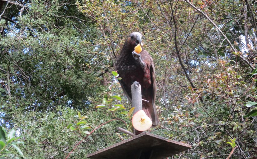 Kākā nesting box project with PFK