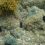 Sponges and sea slugs in Rakino rock pools.